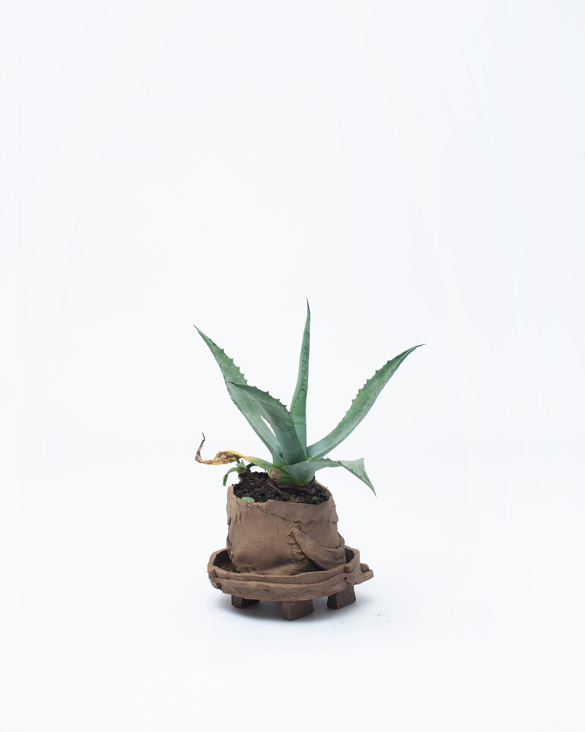 Brown old hat small plant in inclined position on white background